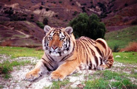 raja